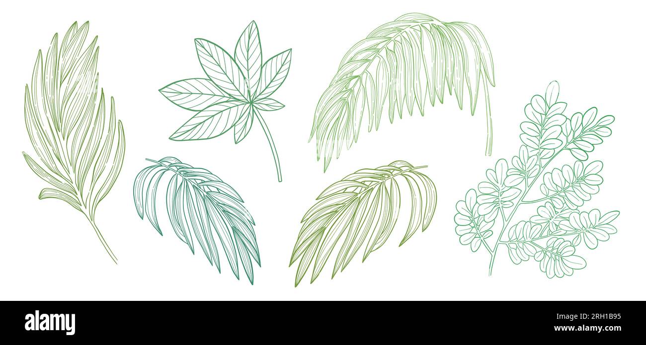 Set of green tropical palm leaves and branches. Vector illustration. Stock Vector