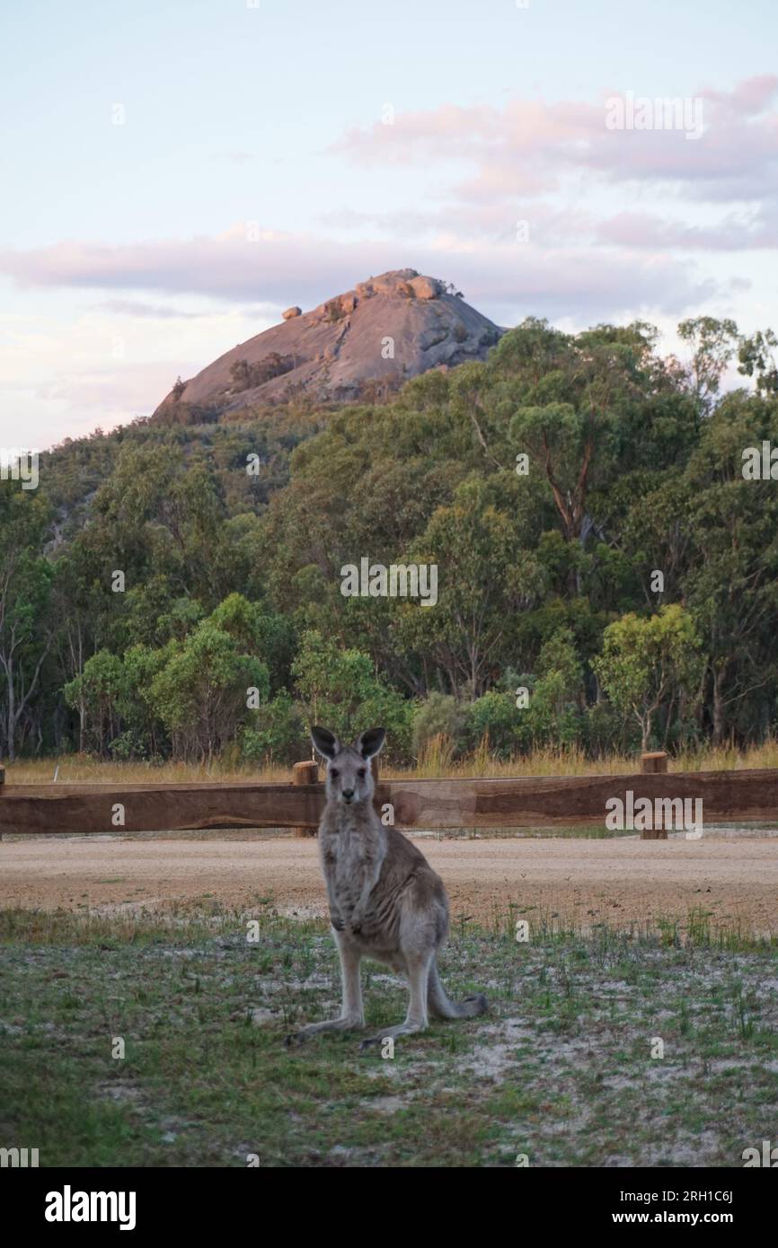 small eastern grey kangaroo (macropus giganteus), native australian marsupial, at sunset in Girraween National Park, Queensland, Australia Stock Photo