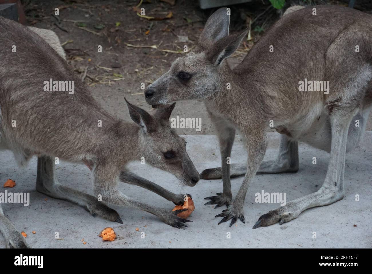 two eastern grey kangaroos (macropus giganteus), native australian marsupial, eating sweet potatoes in a kangaroo sanctuary in queensland, australia Stock Photo