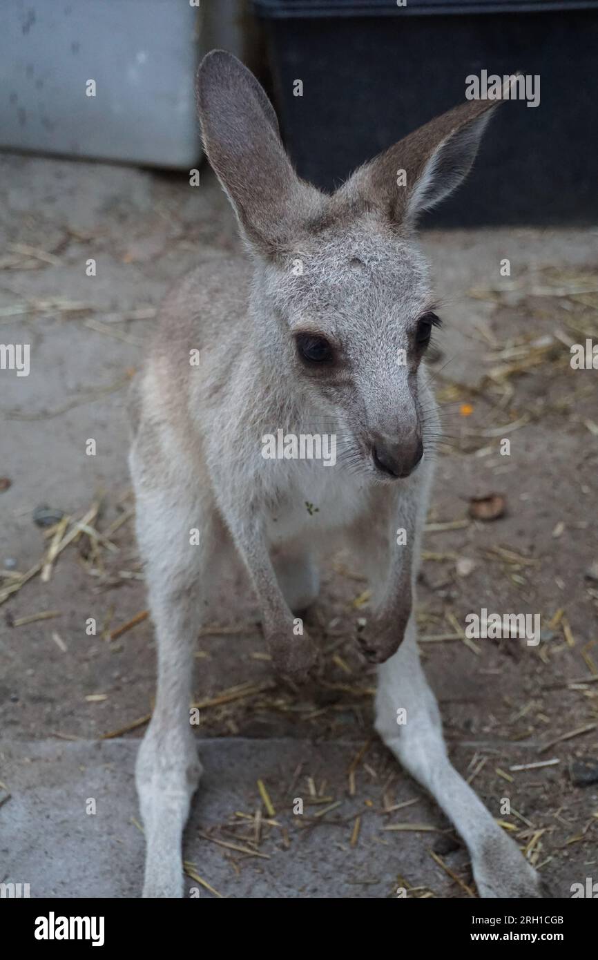 close up of a baby joey eastern grey kangaroo (macropus giganteus), native australian marsupial, in a kangaroo sanctuary in queensland, australia Stock Photo