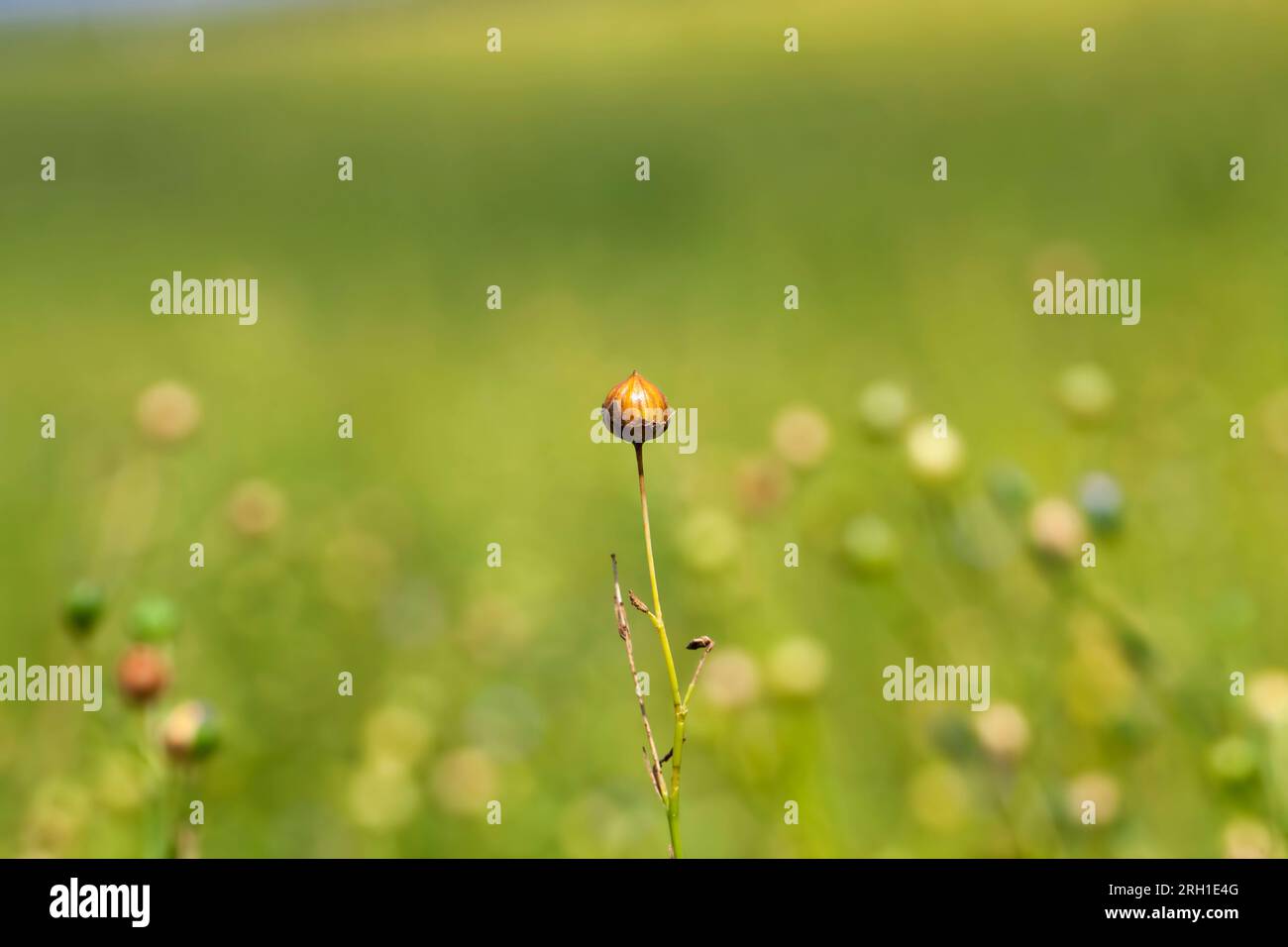 Linseed crop hi-res stock photography and images - Alamy