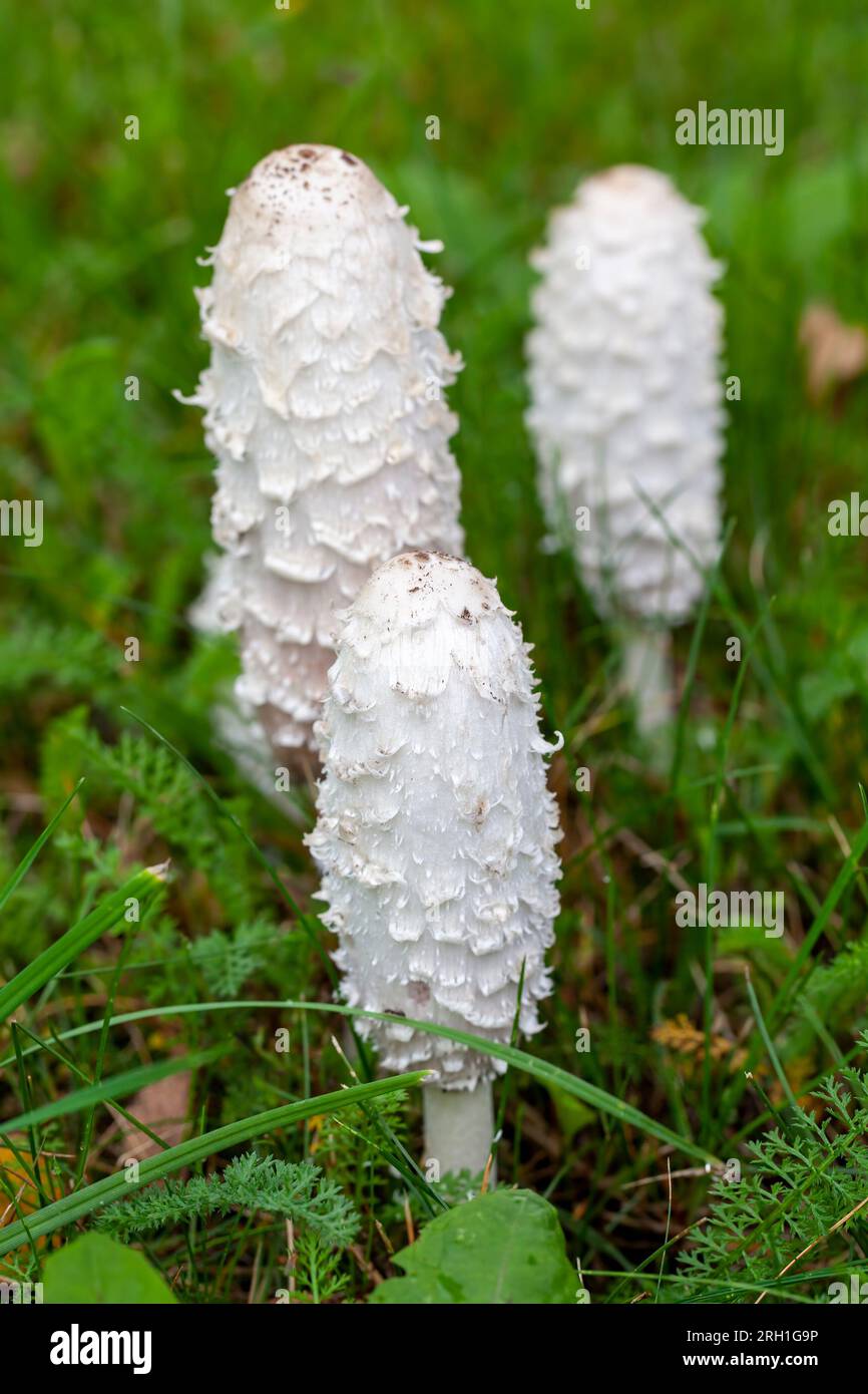 wild inedible mushrooms growing in the natural environment, mushrooms in nature are dangerous