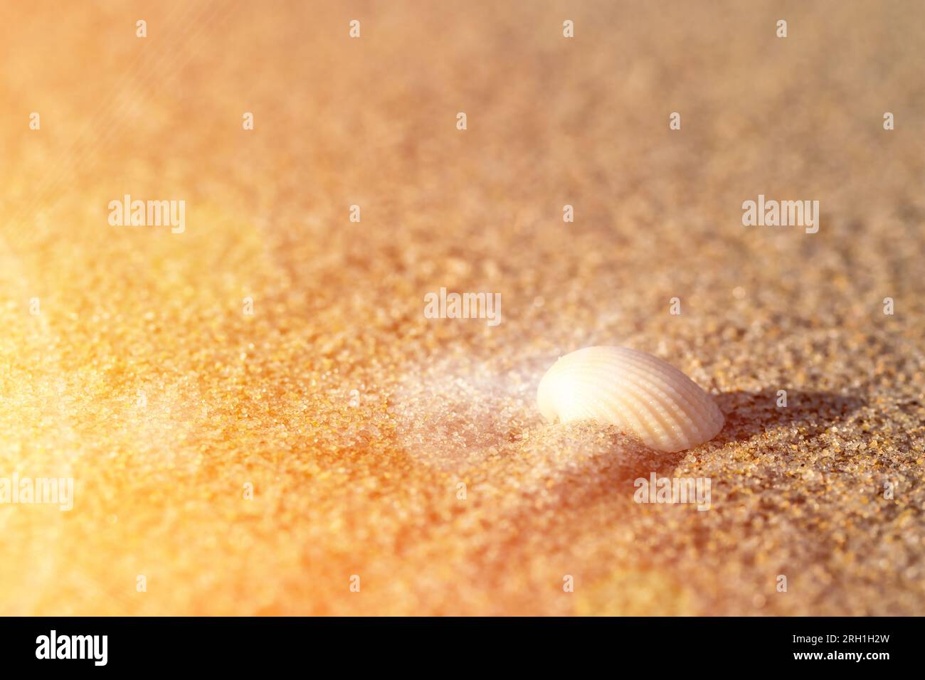 Shell in the sand. View of the sandy beach and the rays of the setting sun. Stock Photo