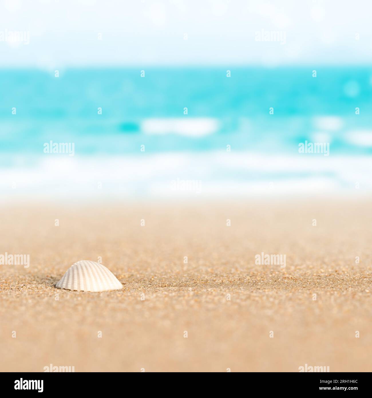 Sea shell on the beach sand. Stock Photo