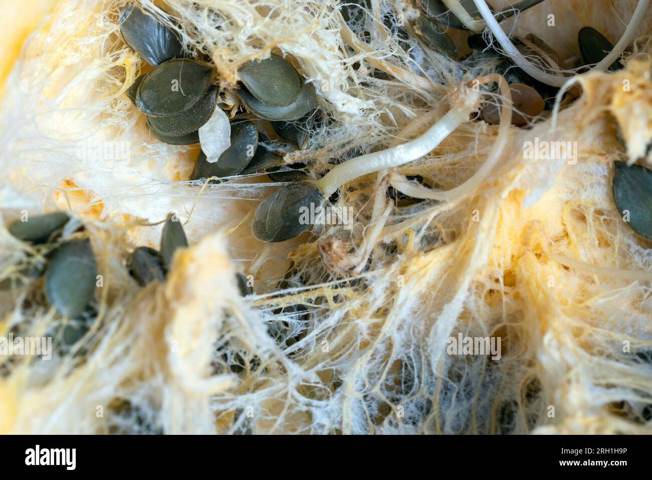sprouted pumpkin seeds inside a pumpkin, seeds sprouting inside a
