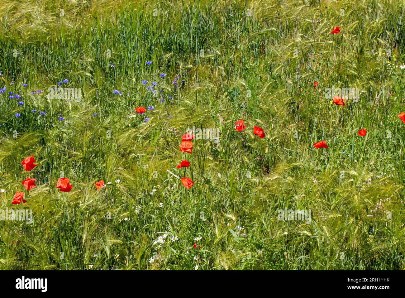 Poppies other weeds growing hi-res stock photography and images - Alamy