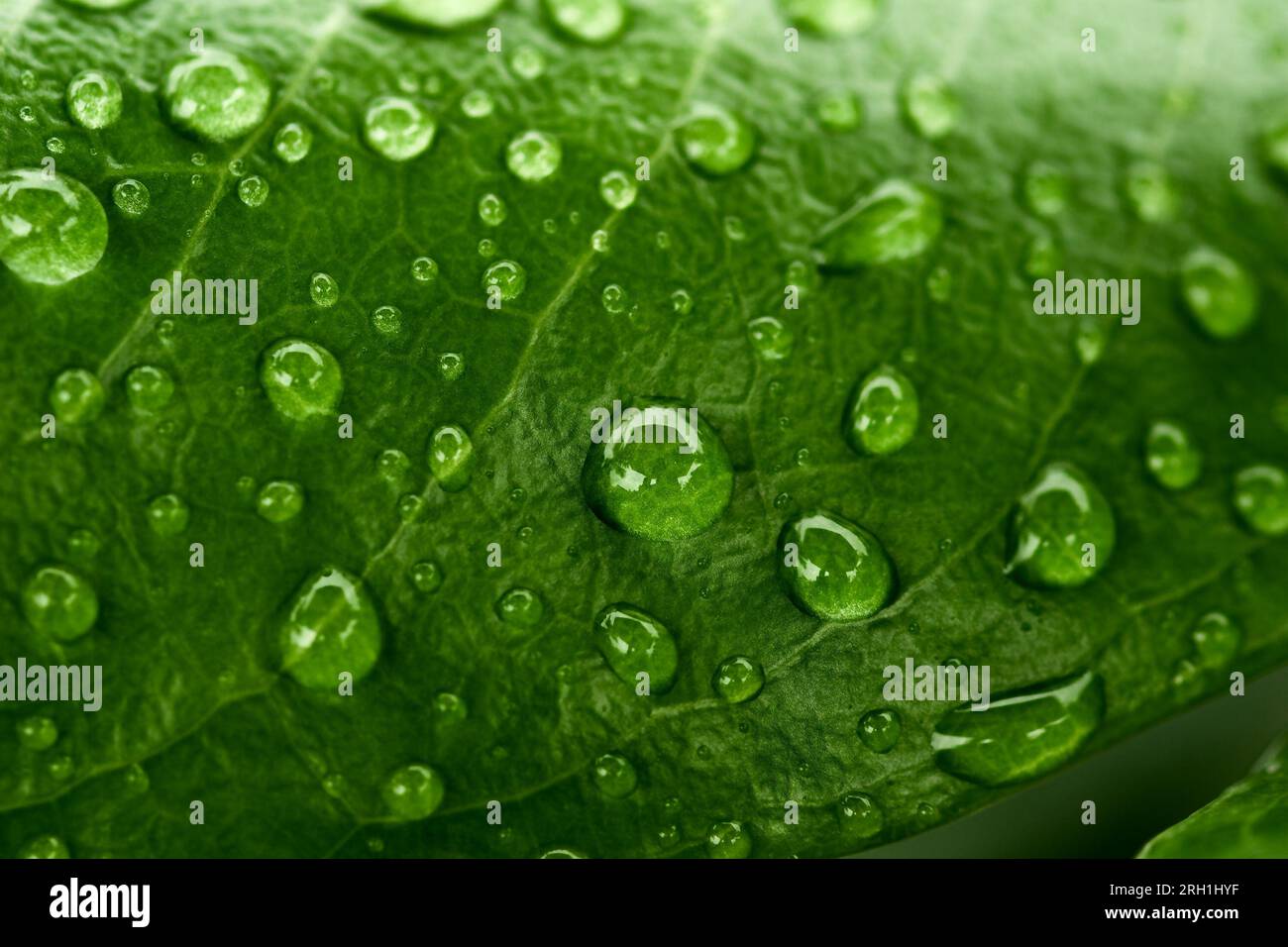 Rain drops on green leaf nature background. Close up of background ...