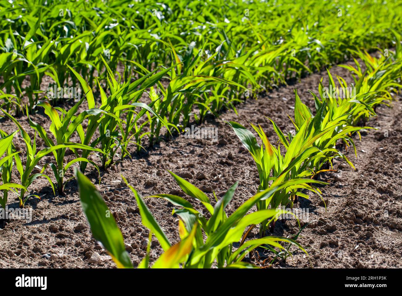 young green corn in mud and soil after rains, agricultural field with
