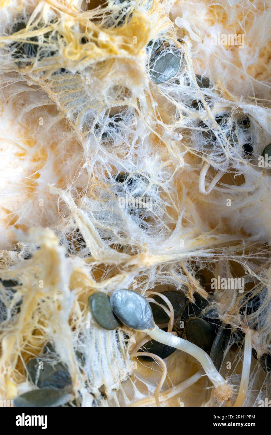 sprouted pumpkin seeds inside a pumpkin, seeds sprouting inside a