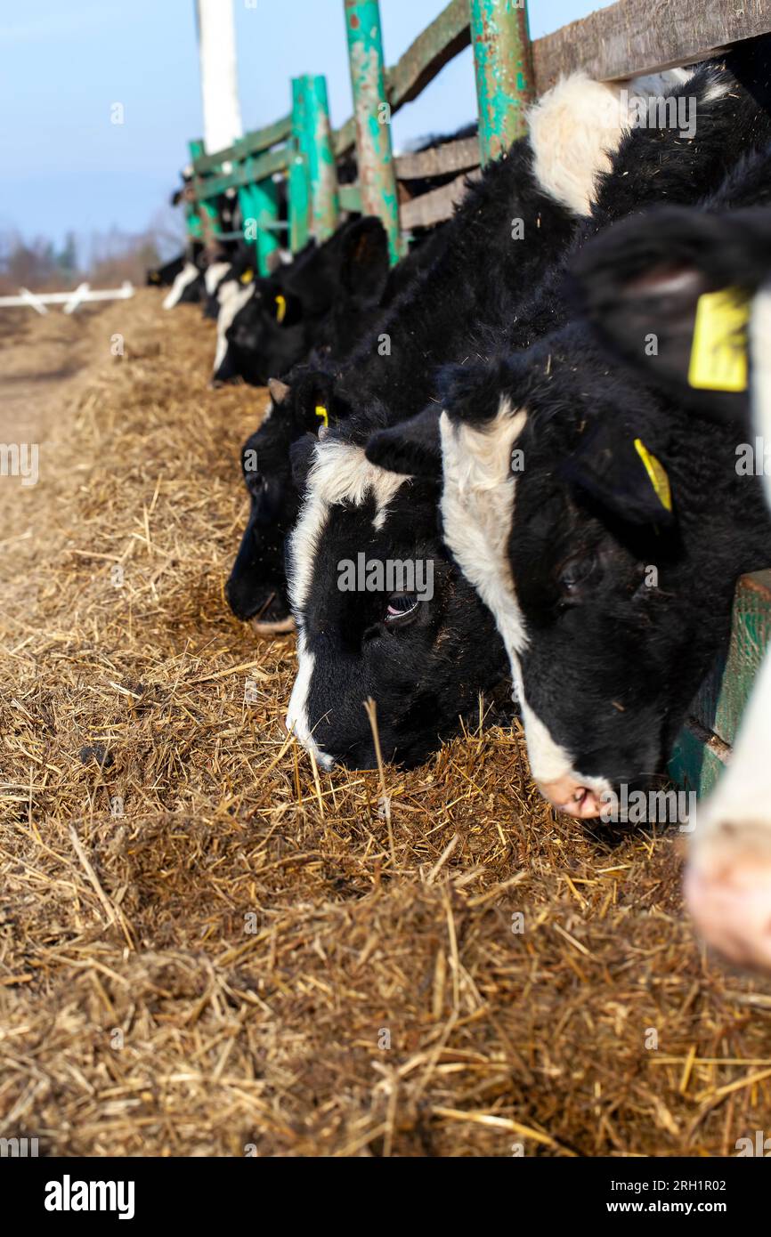 a small black and white calf on a farm, raising and fattening calves