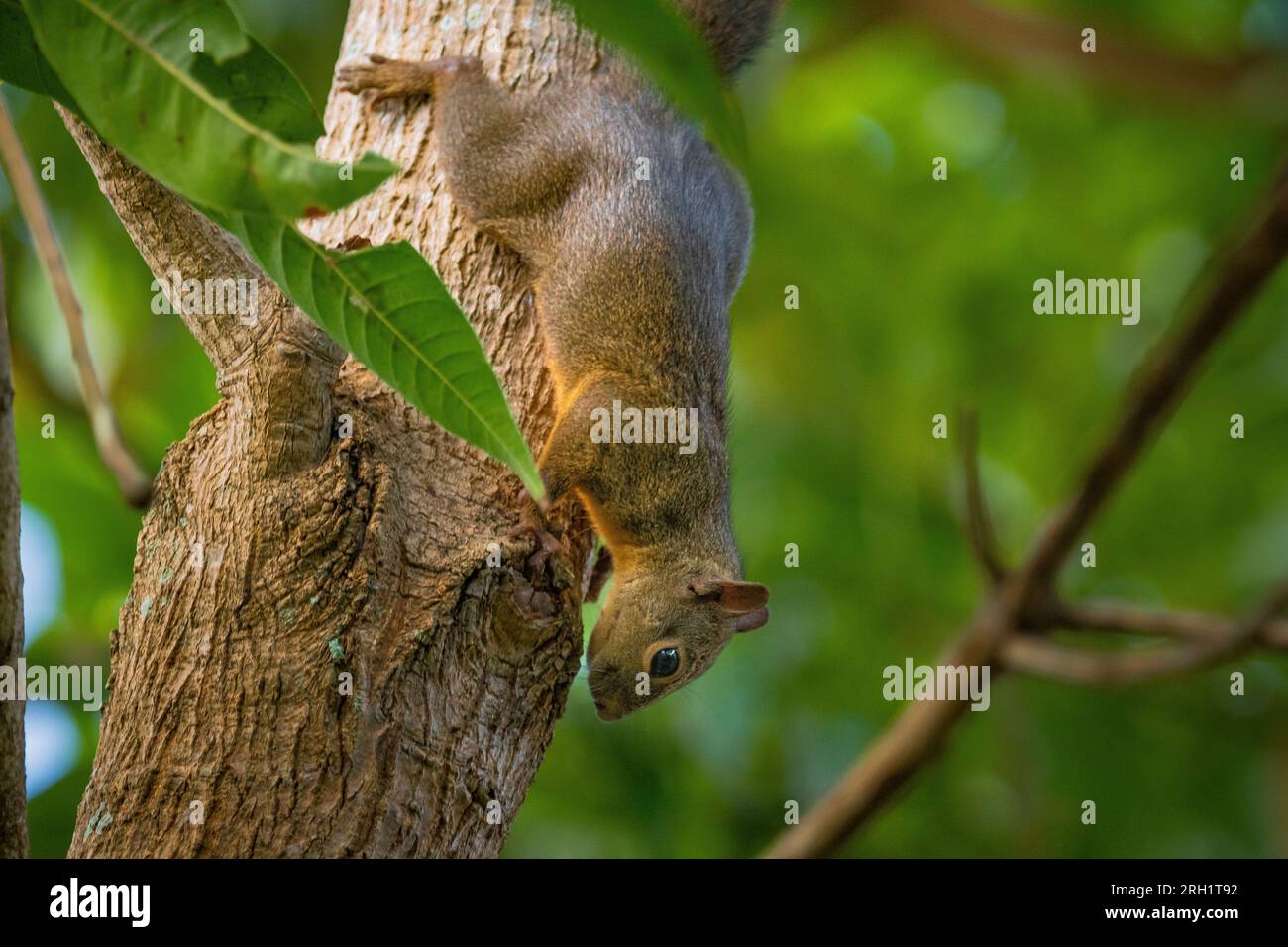 Red tailed squirrel in search of a meal Stock Photo
