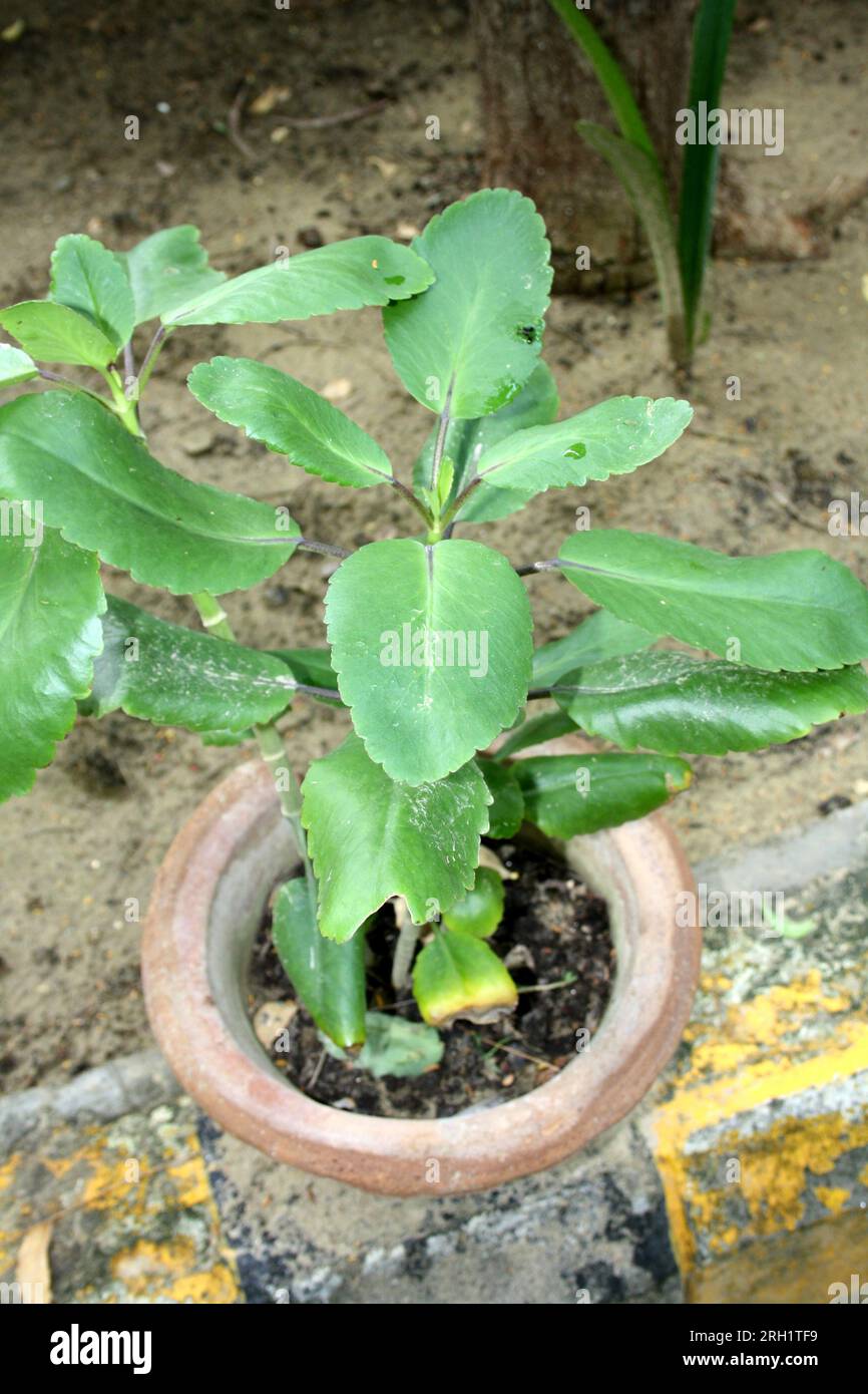 Miracle leaf hi-res stock photography and images - Alamy, image size:866x1390