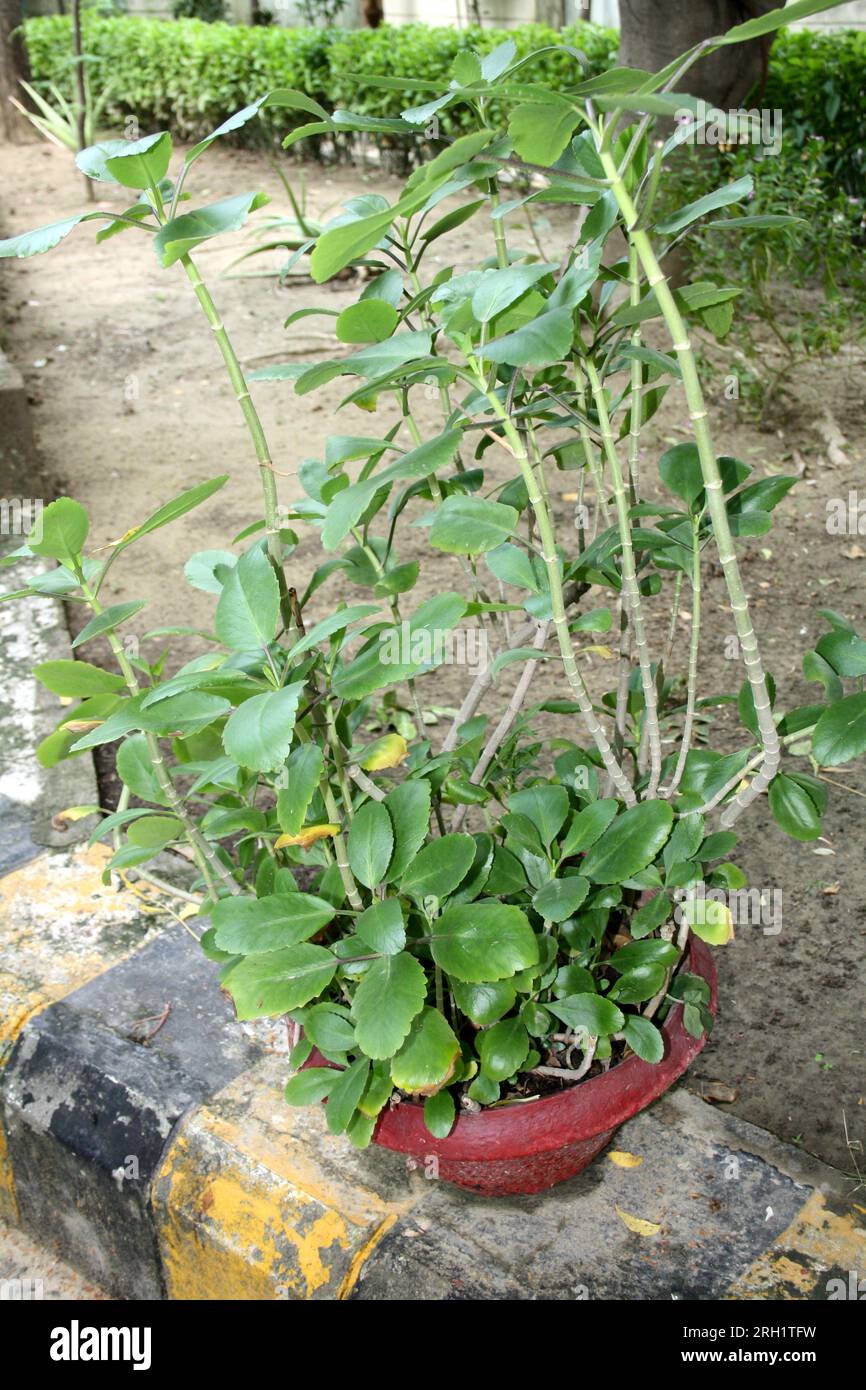 Air plant (Kalanchoe pinnata) with details of leaves : (pix Sanjiv Shukla) Stock Photo