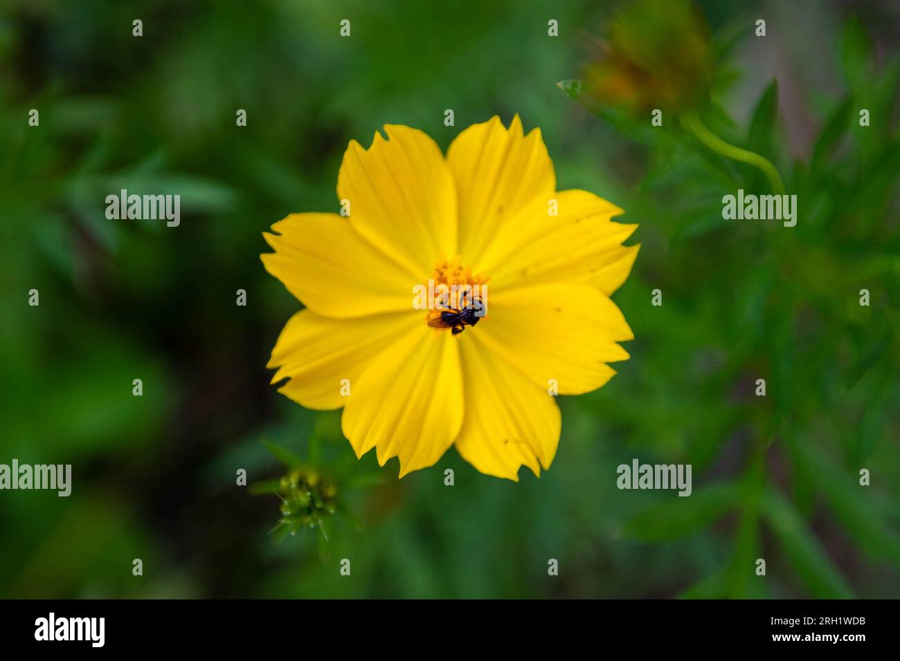 Apicultural practices hi-res stock photography and images - Alamy
