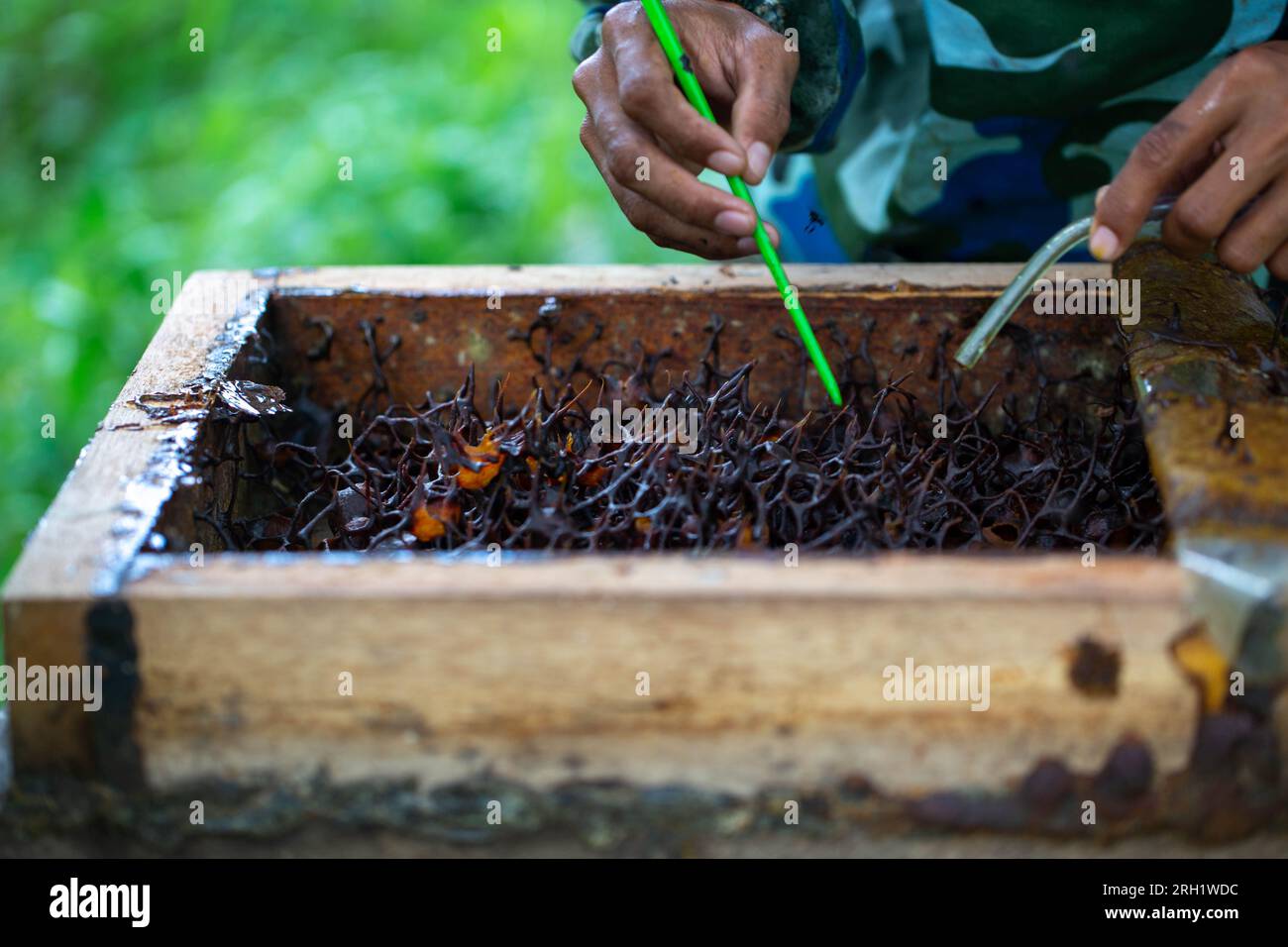 A Meliponini honey bee collects nectar from flowers that are blooming in the Meliponini beekeeping area, Bangek River, Padang City, West Sumatra, Satu Stock Photo