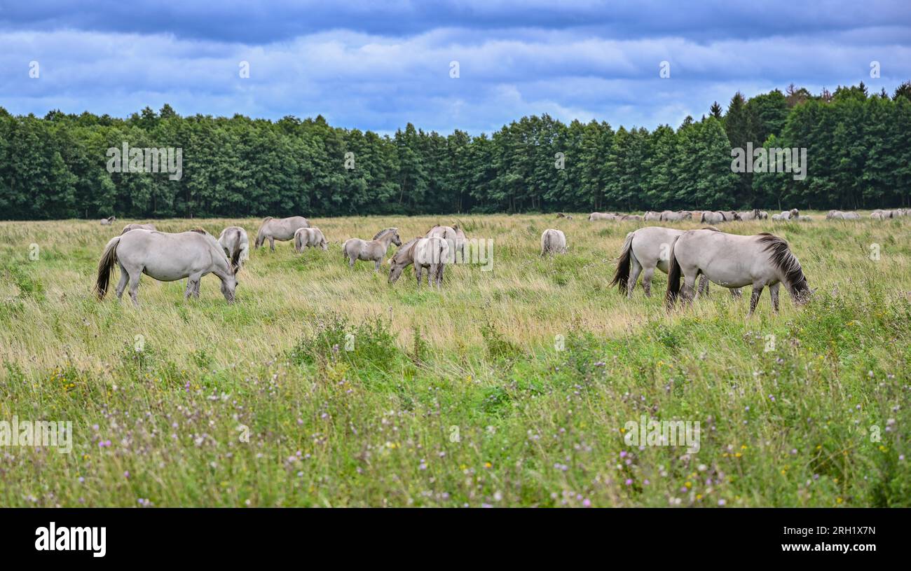 PRODUCTION 07 August 2023, Brandenburg, Liebenthal On a large