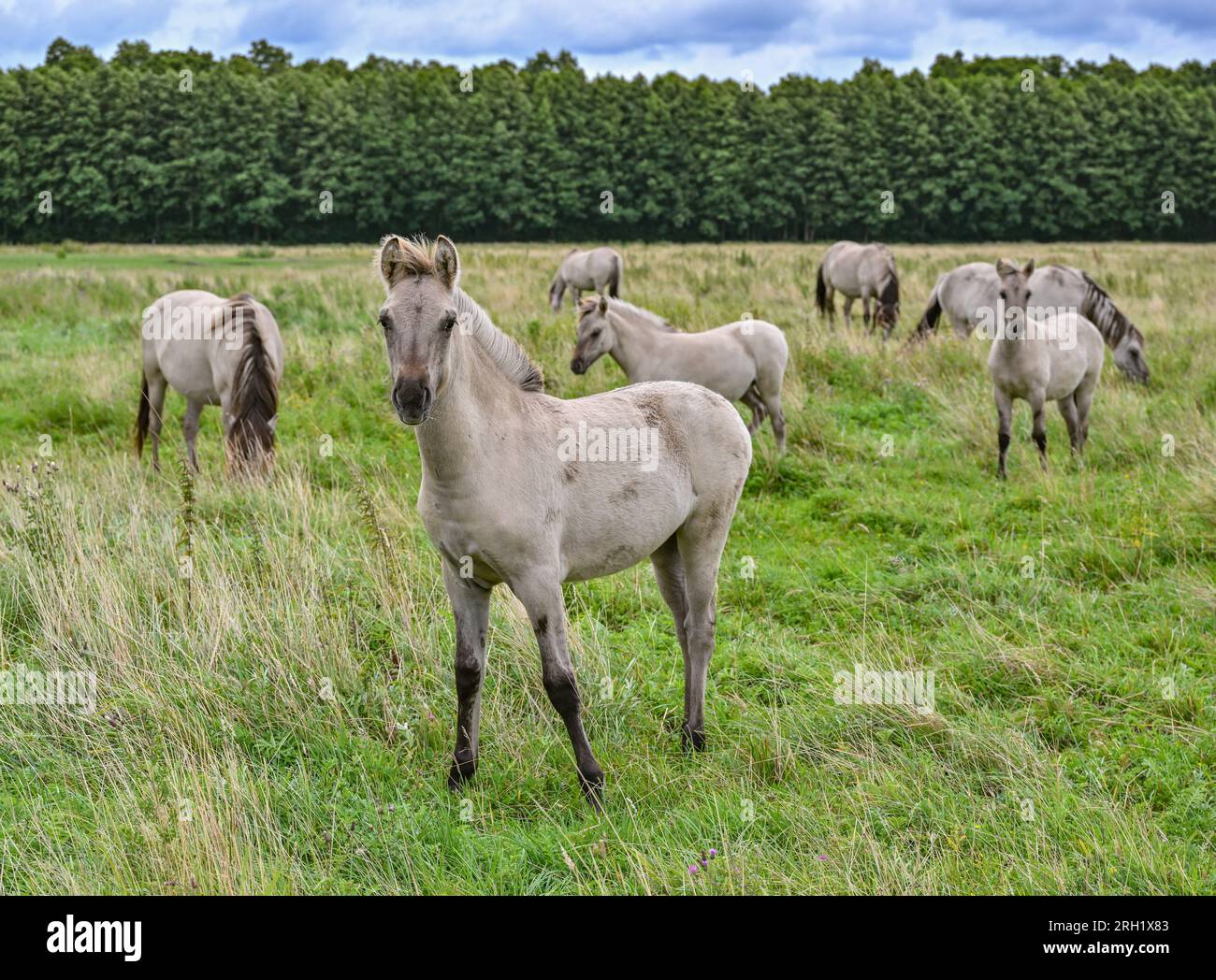 PRODUCTION 07 August 2023, Brandenburg, Liebenthal On a large