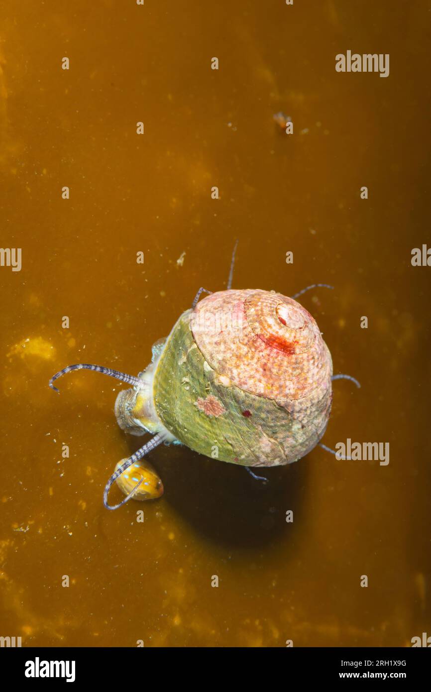 Fresh Top Shell Topshell hi-res stock photography and images - Alamy