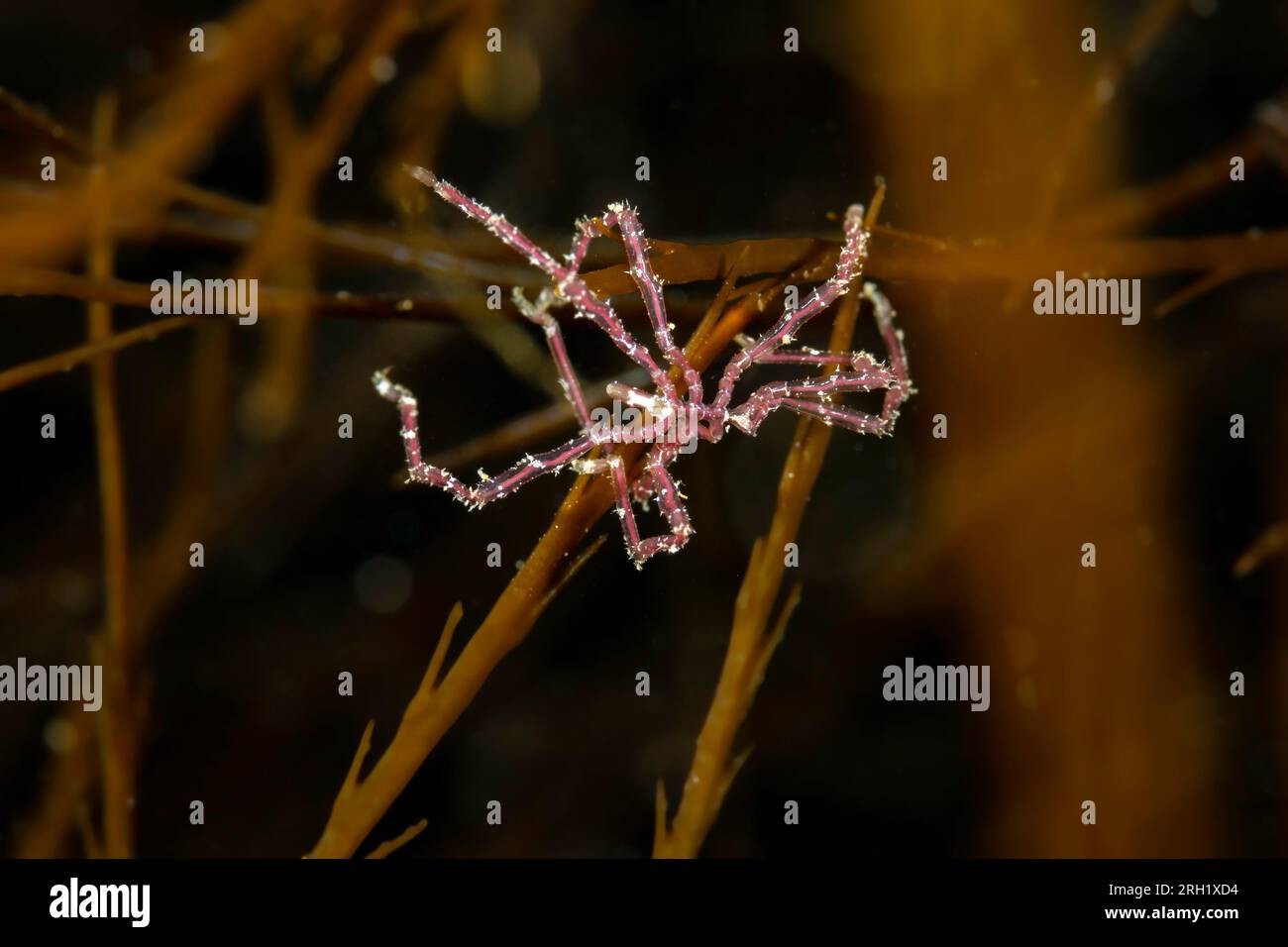 Sea Spider Stock Photo