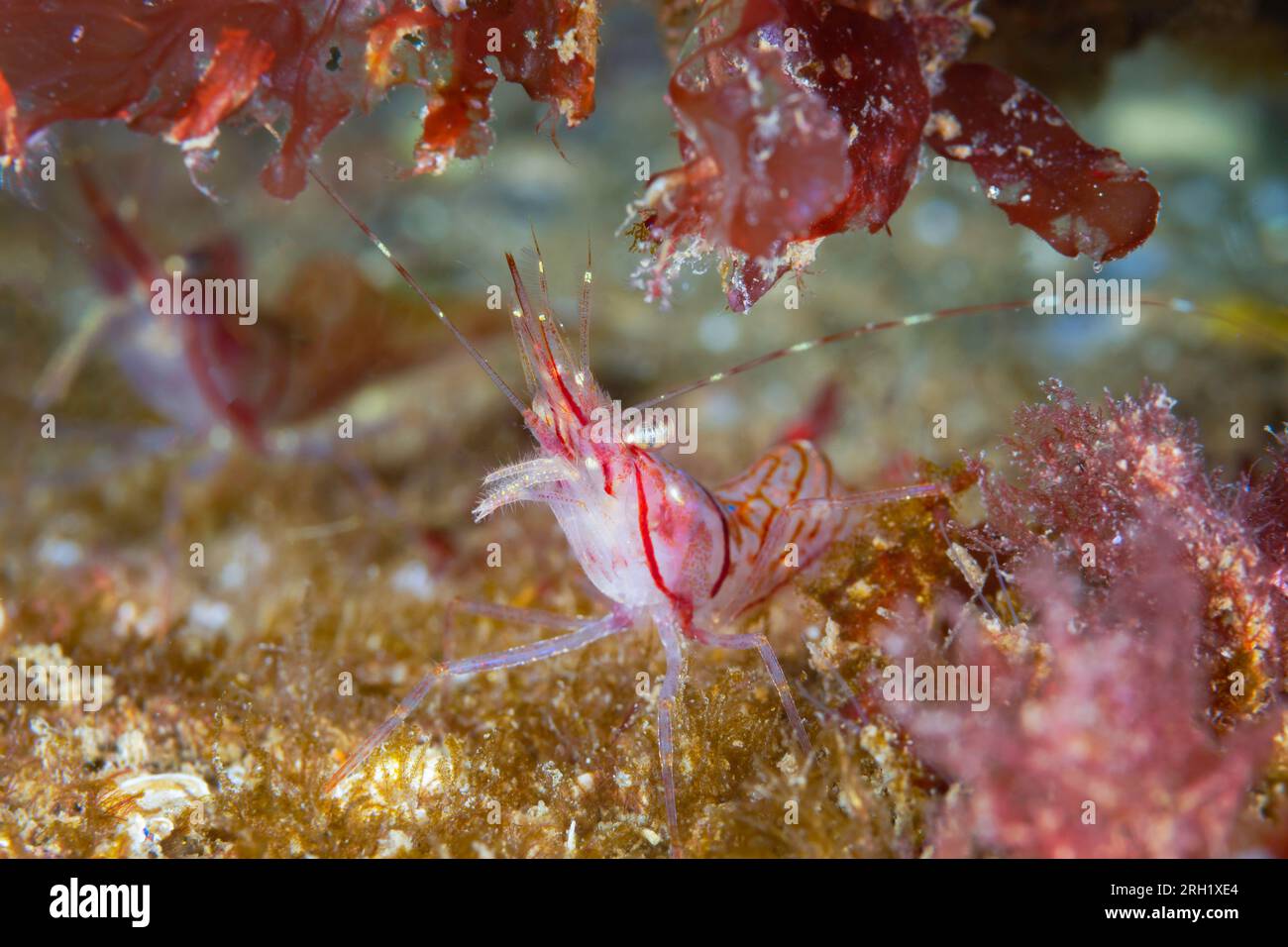Pink Shrimp Stock Photo