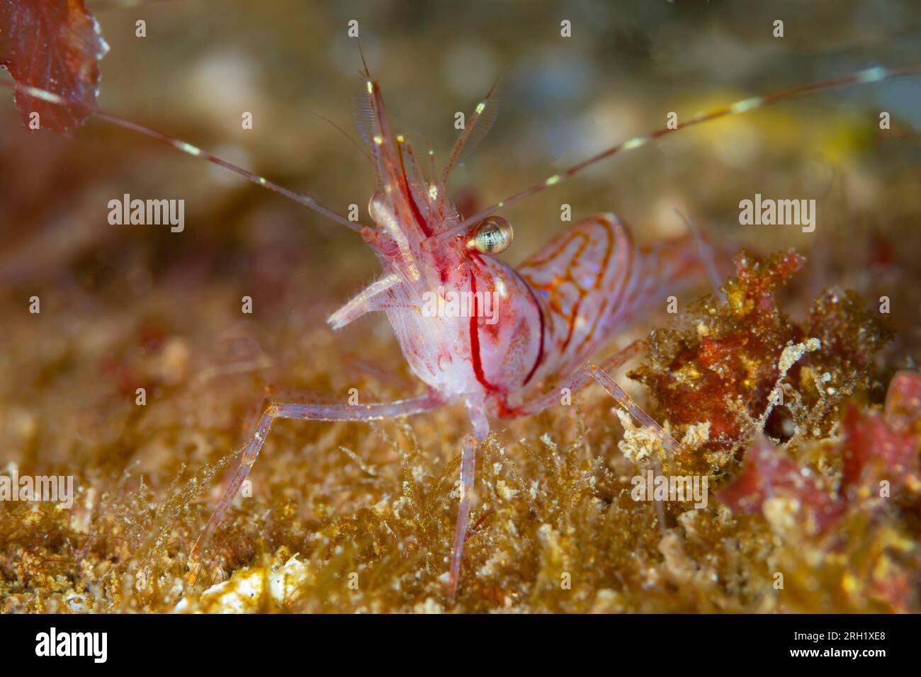 Pink Shrimp Stock Photo