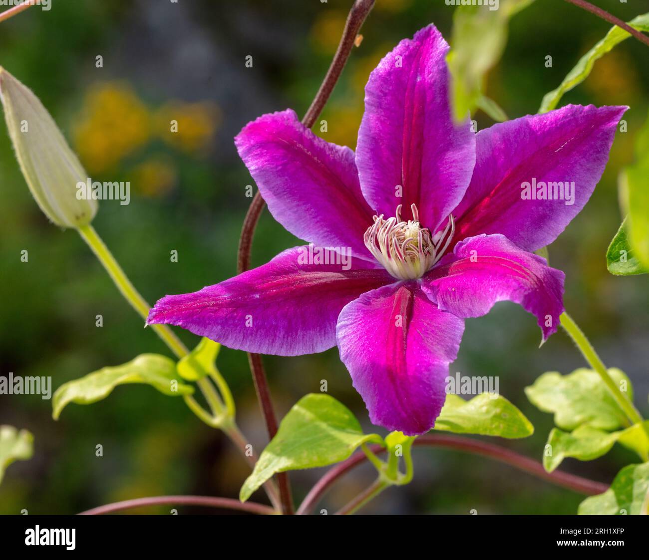 'Doctor Ruppel' Clematis, Klematis (Clematis hybrid Stock Photo - Alamy