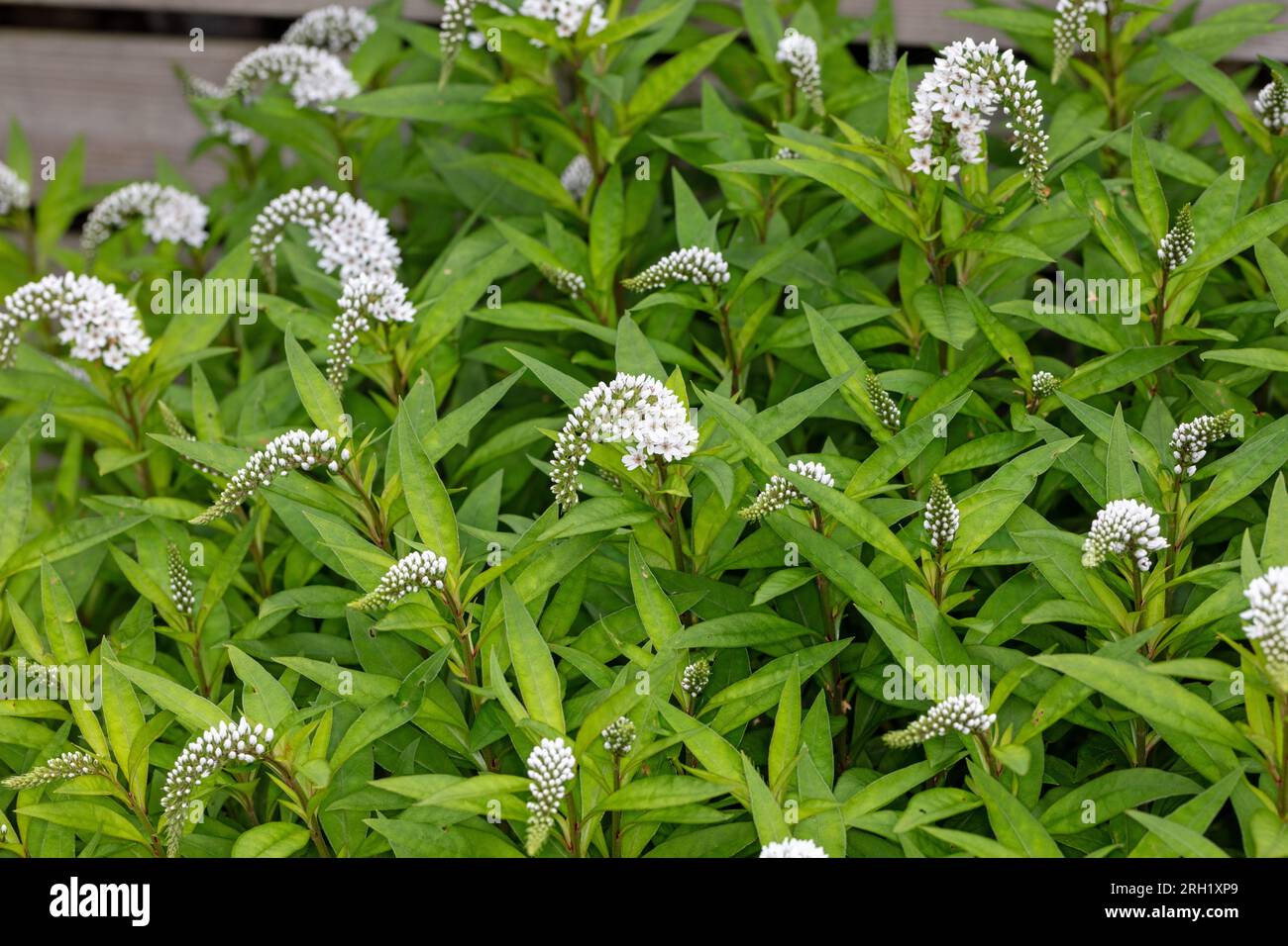 Gooseneck Flower, Vitlysing (Lysimachia clethroides) Stock Photo