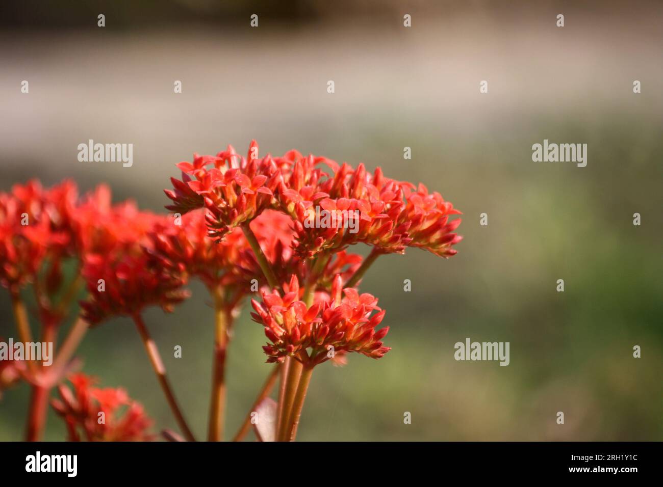 Air plant (Kalanchoe pinnata) in bloom : (pix Sanjiv Shukla) Stock Photo