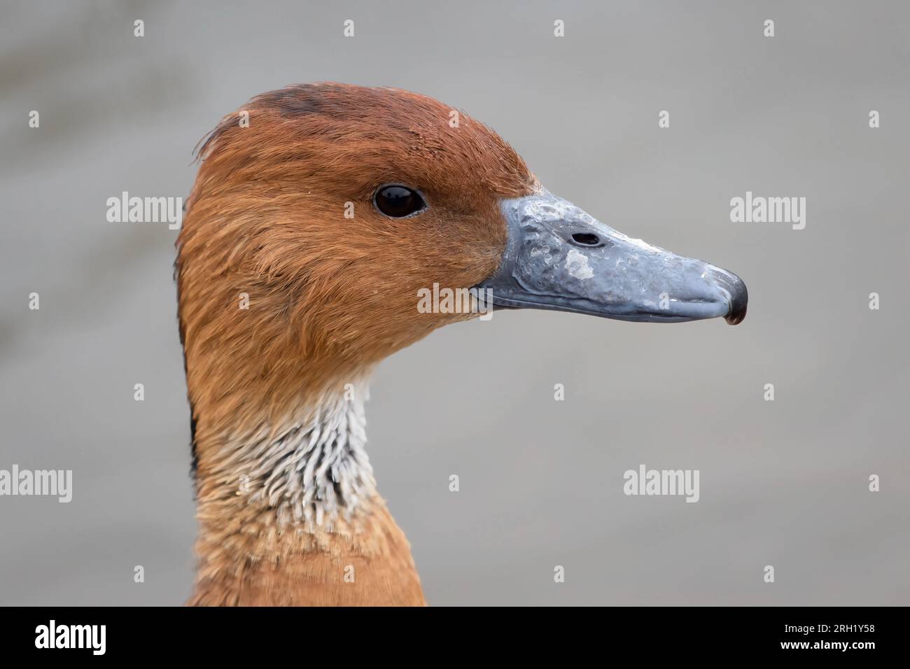 A close up profile portrait of fulvous whistling duck which just shows the head and neck or the bird Stock Photo