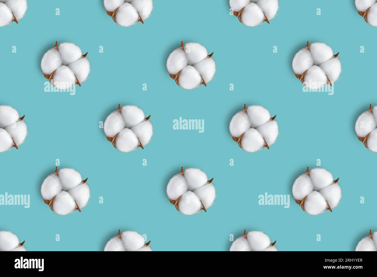 Cotton flower seamless pattern isolated on blue background. Top view