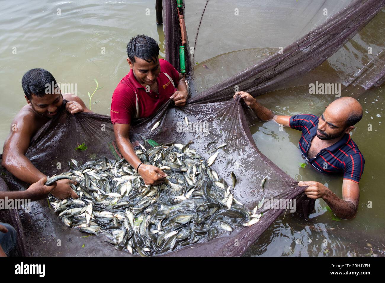 https://c8.alamy.com/comp/2RH1YFN/munshiganj-dhaka-bangladesh-13th-aug-2023-fishermen-catch-fish-in-a-pond-in-munshiganj-bangladesh-they-practice-traditional-methods-by-casting-a-huge-net-that-catches-a-handful-of-tiny-fish-after-dropping-the-net-from-the-bank-in-a-semi-circle-they-wade-out-into-the-shallow-water-of-the-pond-pulling-it-as-wide-as-possible-fish-farming-made-many-people-financially-solvent-along-with-boosting-their-social-dignity-and-contributing-to-meet-the-demand-for-animal-protein-across-the-country-credit-zuma-press-incalamy-live-news-2RH1YFN.jpg