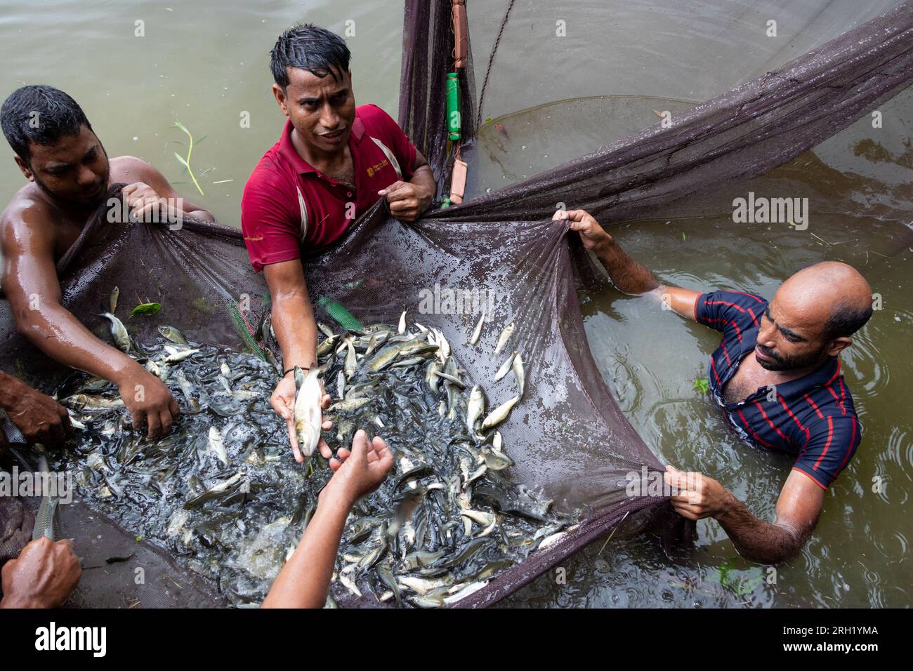 Fisherman pulling fish from lake hi-res stock photography and images - Alamy