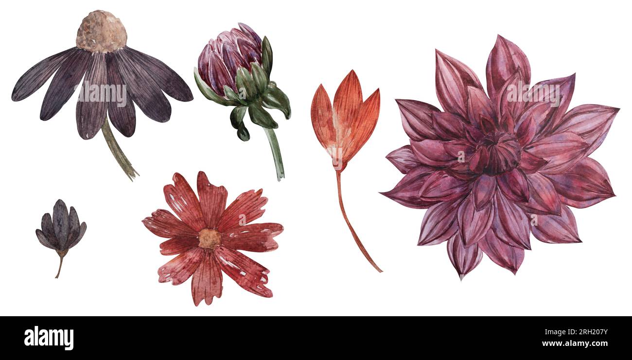 set of watercolor illustrations of Dahlia, chrysanthemum, flowers and buds in autumn colors. Isolated elements on a white background for the design of Stock Photo