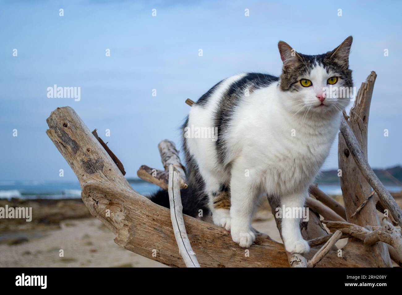Salty Sea Cat, exploring the driftwood at Kwelera beach (South Africa) Stock Photo