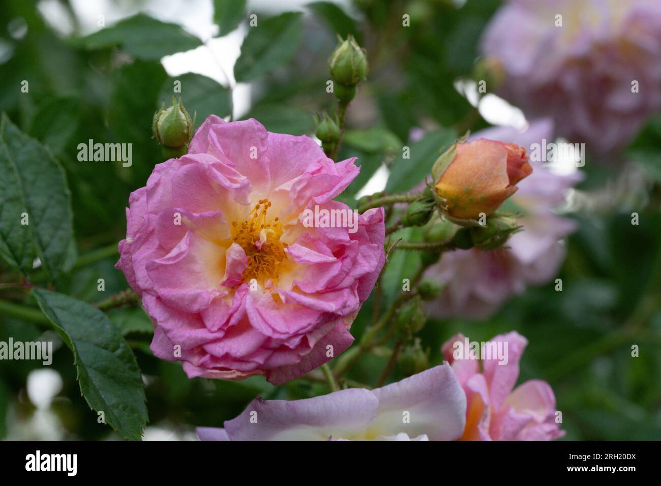 Rambler rose flower hi-res stock photography and images - Alamy