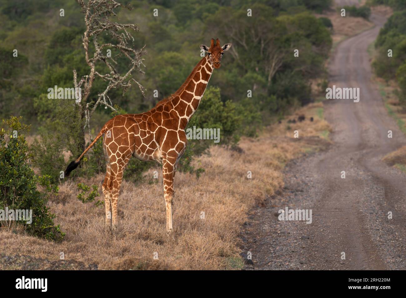 Reticulated giraffa, Giraffa camelopardalis reticulata, Ol Pejeta Conservancy Area, Kenya, Africa Stock Photo