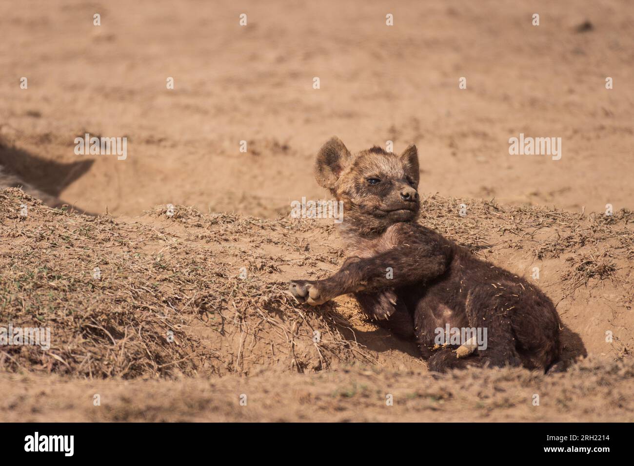 Spotted  hyena pup, Crocuta crocuta, Hyaenidae, Ol Pejeta Conservancy, Kenya, Africa Stock Photo