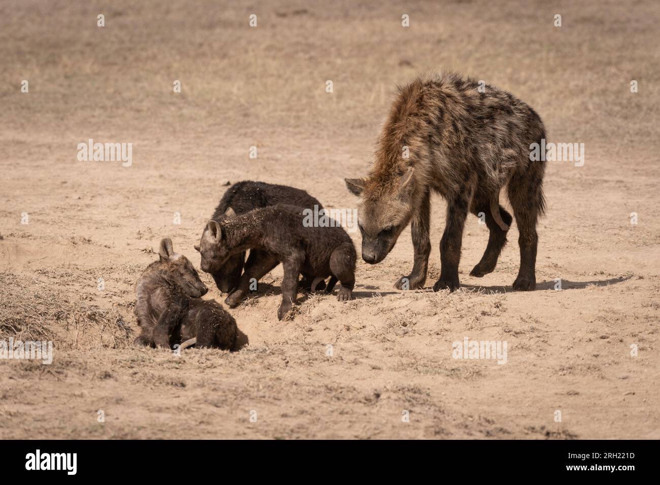 Female Spotted hyena with her pups , Crocuta crocuta, Hyaenidae,  Ol Pejeta Conservancy, Kenya, Africa Stock Photo