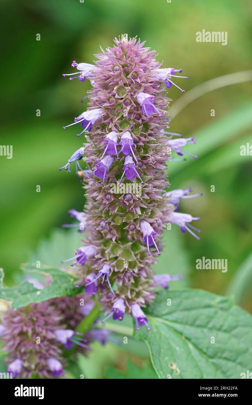 Natural vertical clolorful closeup on the purple flower of Agastache rugosa, Korean mint Stock Photo