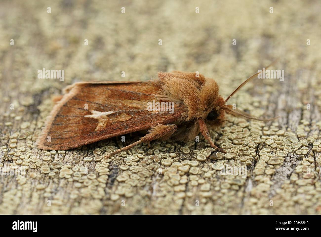 Detailed closeup on an Austria furry brown owlet moth, Cerapteryx graminis Stock Photo