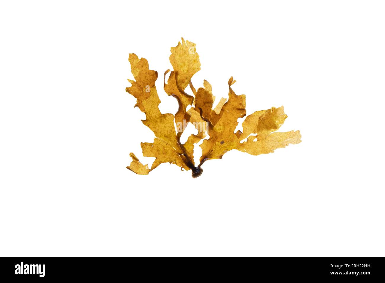 Spatoglossum solieri brown algae isolated on white. Foliaceous seaweed. Stock Photo