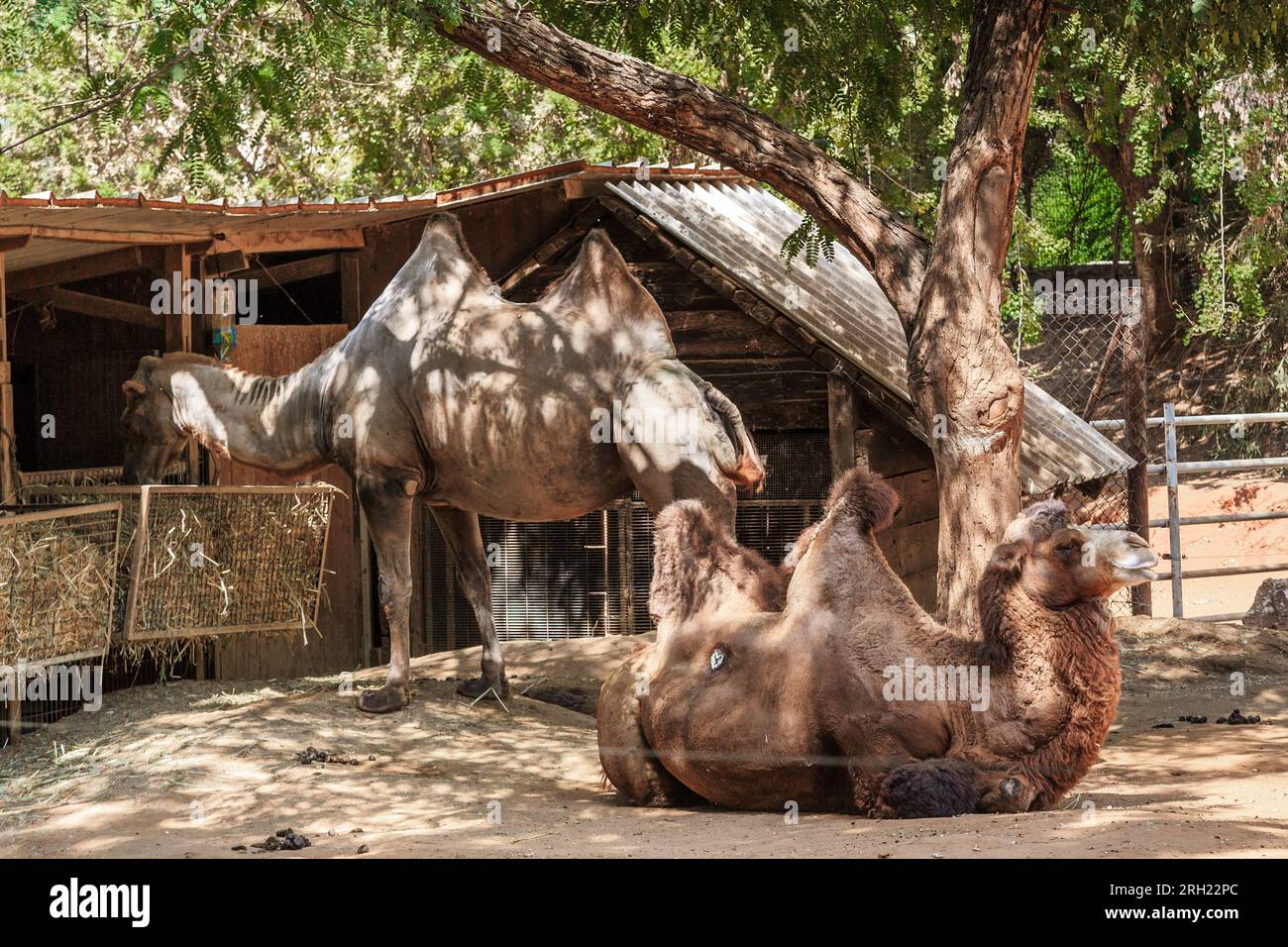 RAMAT GAN, ISRAEL - SEPTEMBER 25, 2017: hese are a bactrian camels in a special corral in a safari park. Stock Photo