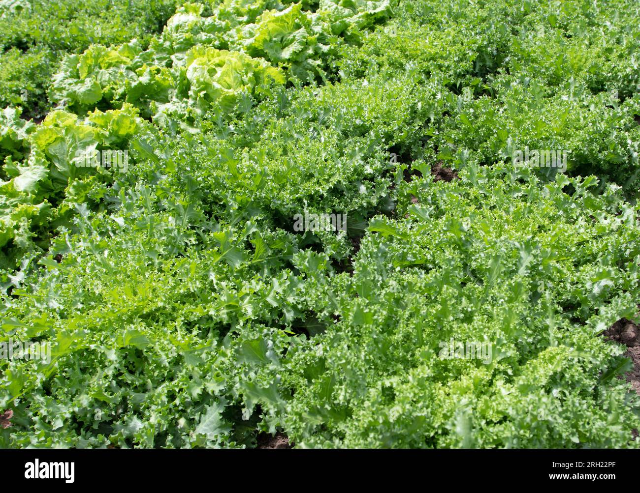 Endive plants at the vegetable bed. Chicorium endivia in the vegetable garden.Organic gardening. Stock Photo