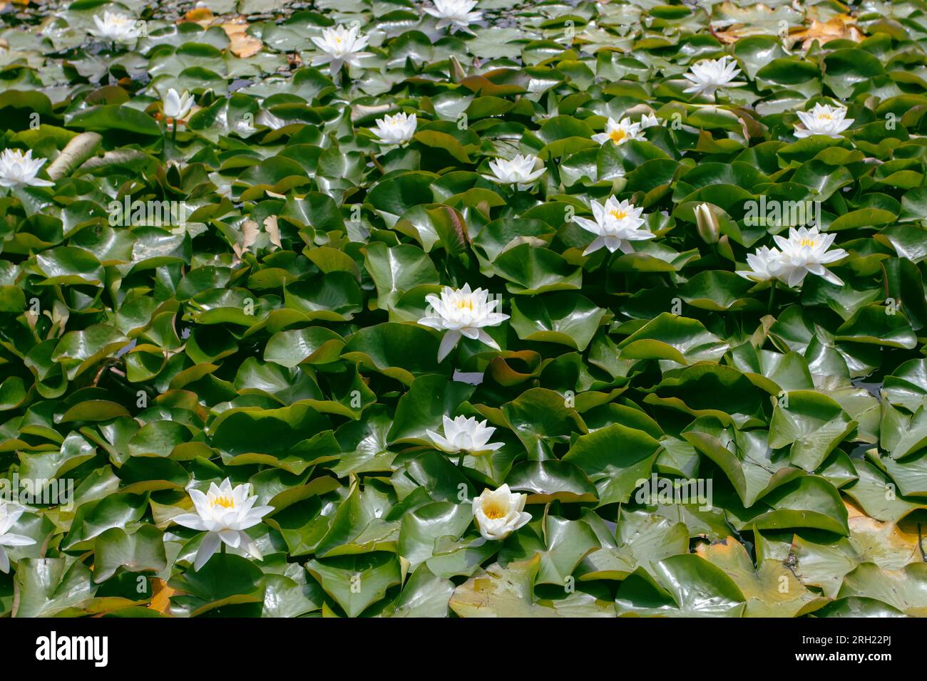 Fragrant white water lily flowers and leaves on the water surface. Nymphaea odorata aquatic plants in the pond. Stock Photo
