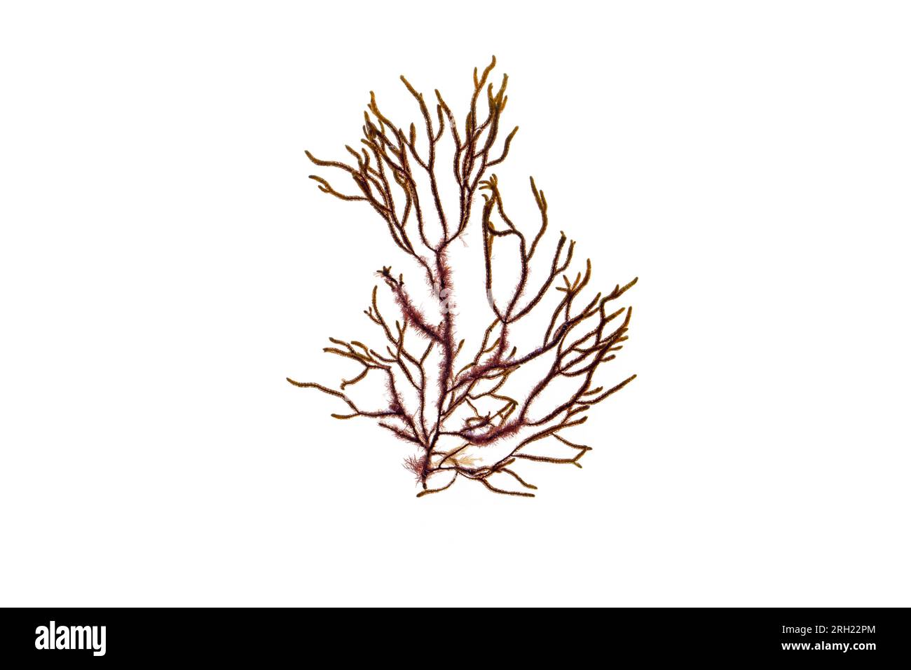 Cladostephus spongiosus with coralline alga Jania rubens growing as an epiphyte at the base of the fronds. Cladostephus verticillatus brown algae isol Stock Photo