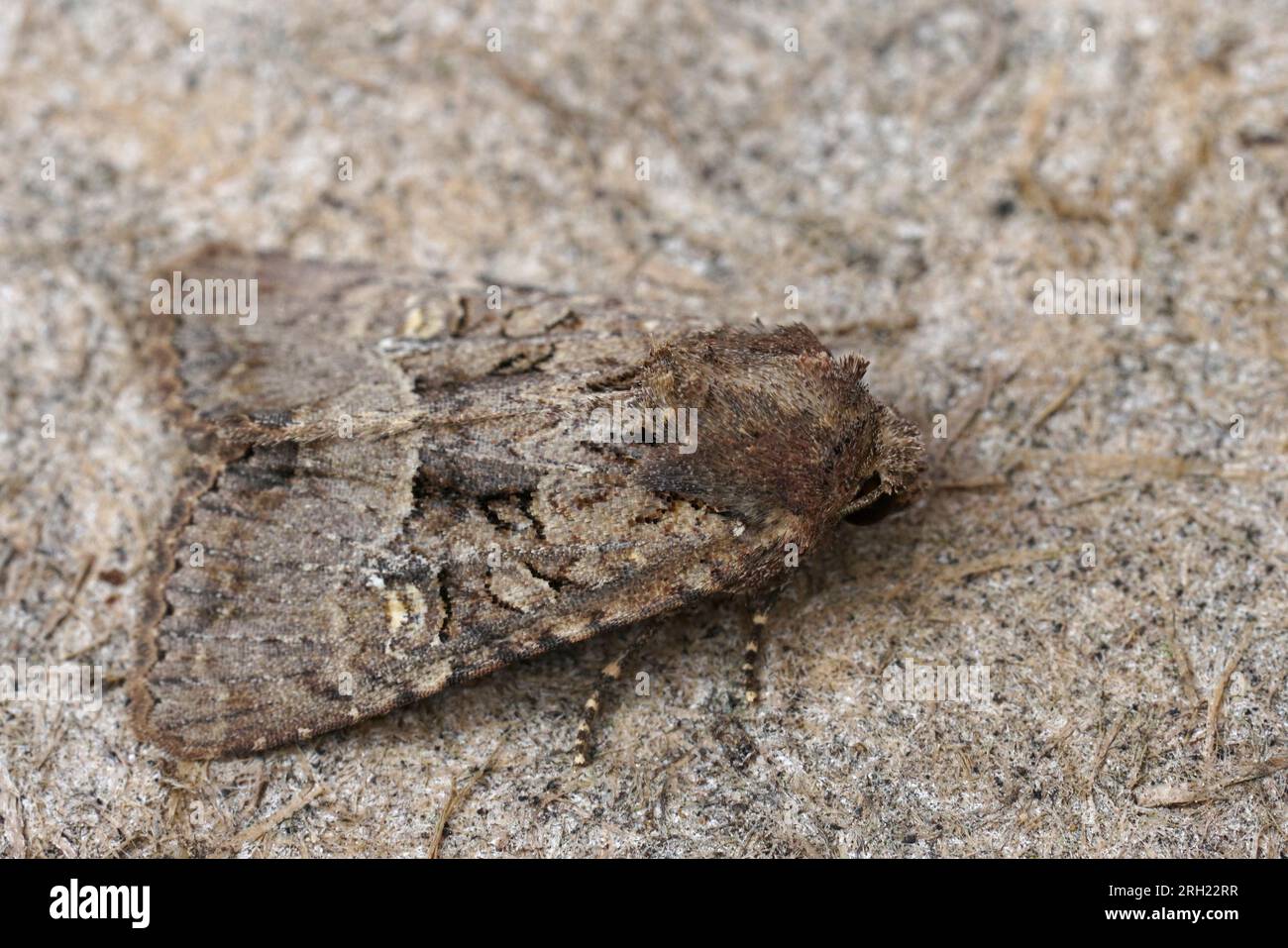 Detailed closeup on the Uncertain owlet moth, Hoplodrina octogenaria sitting on wood Stock Photo