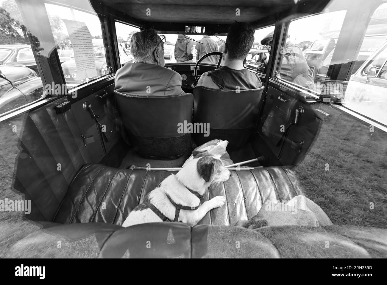 Carnhell Green Vintage Rally 12 August 2023 Jack Russell in back seat
