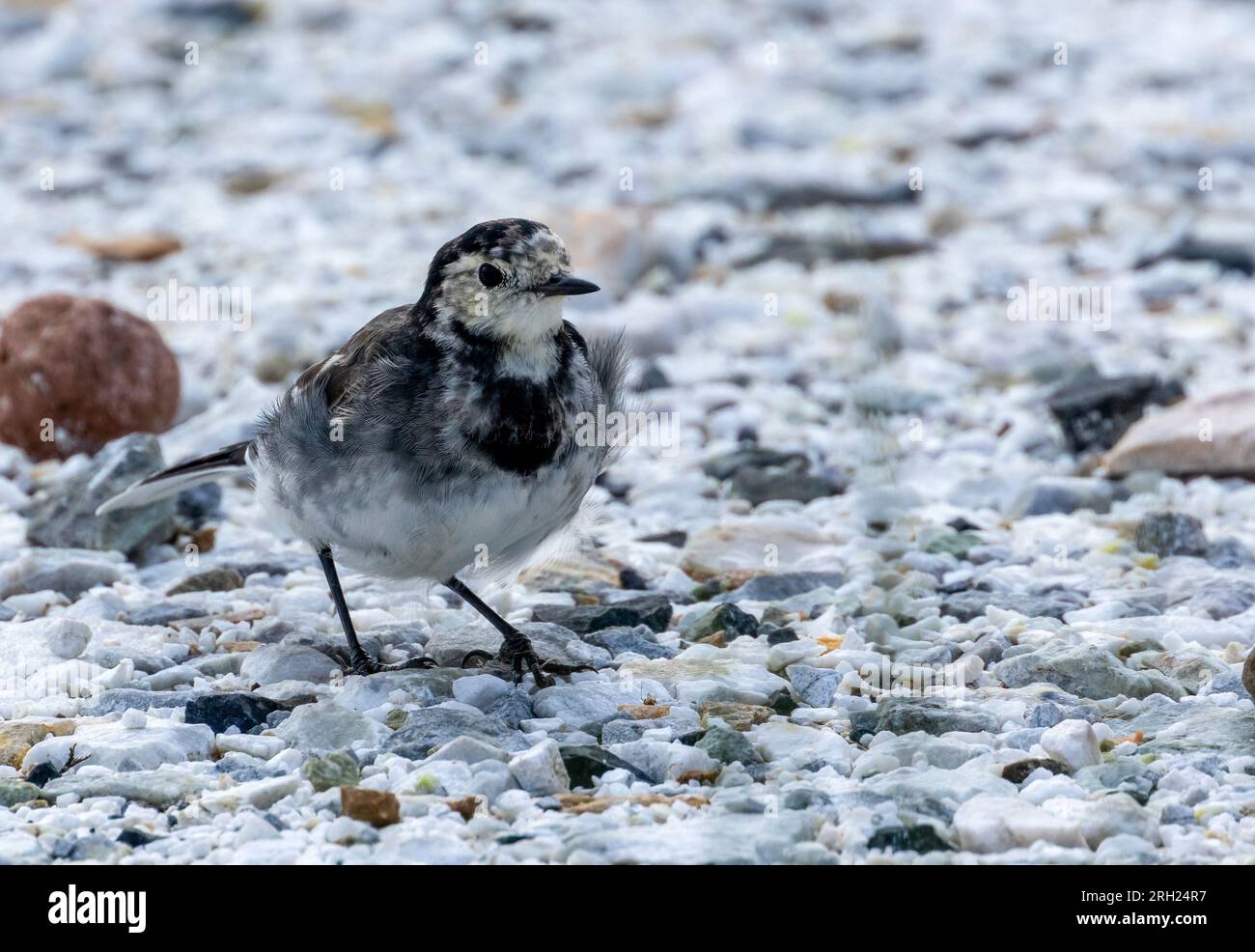Juvenile fluffy feathered pied wagtail small bird walking over white gravel stones Stock Photo