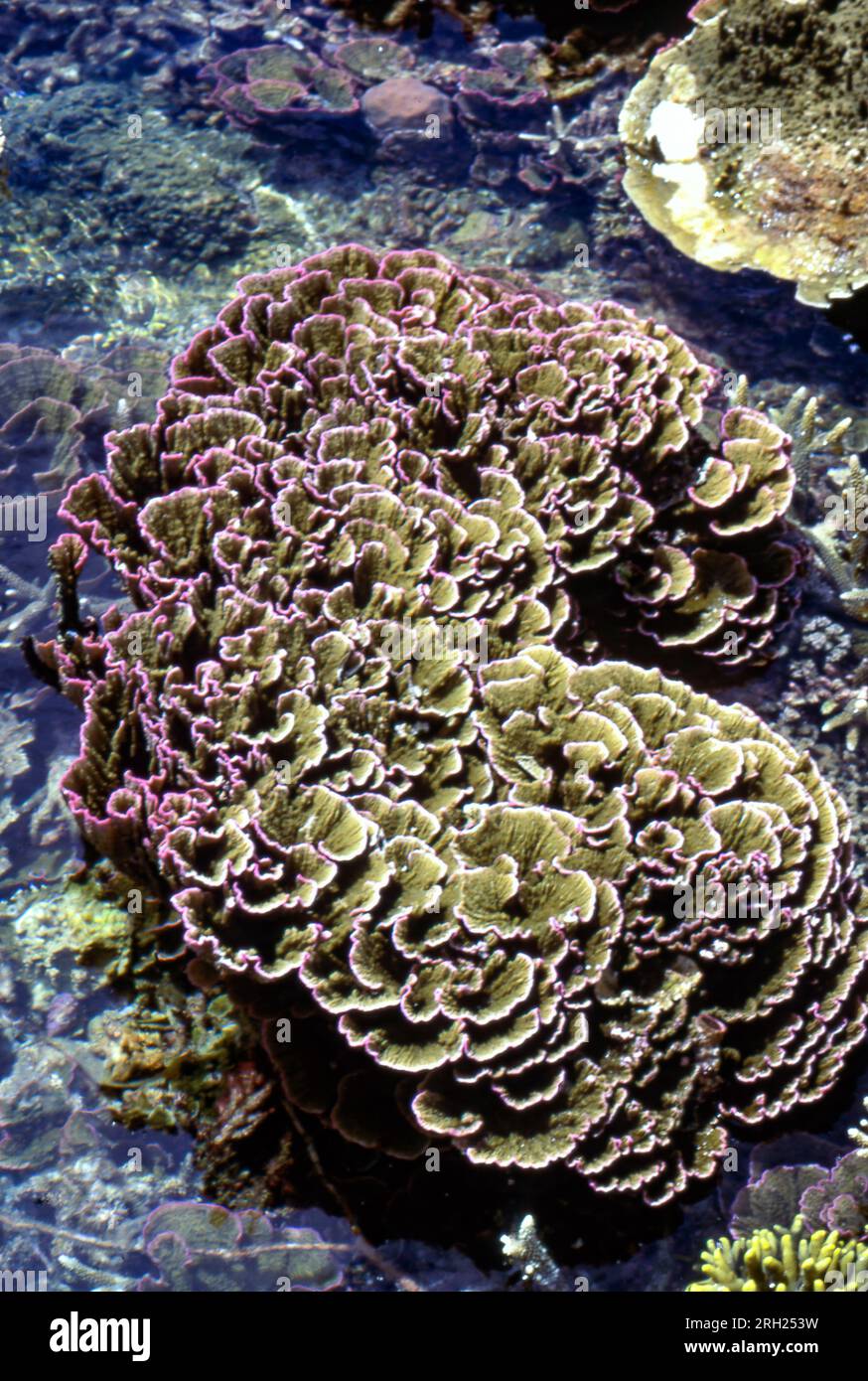 Merulina ampilata from the shallow reef of Bunaken, North Sulawesi, Indonesia. Stock Photo