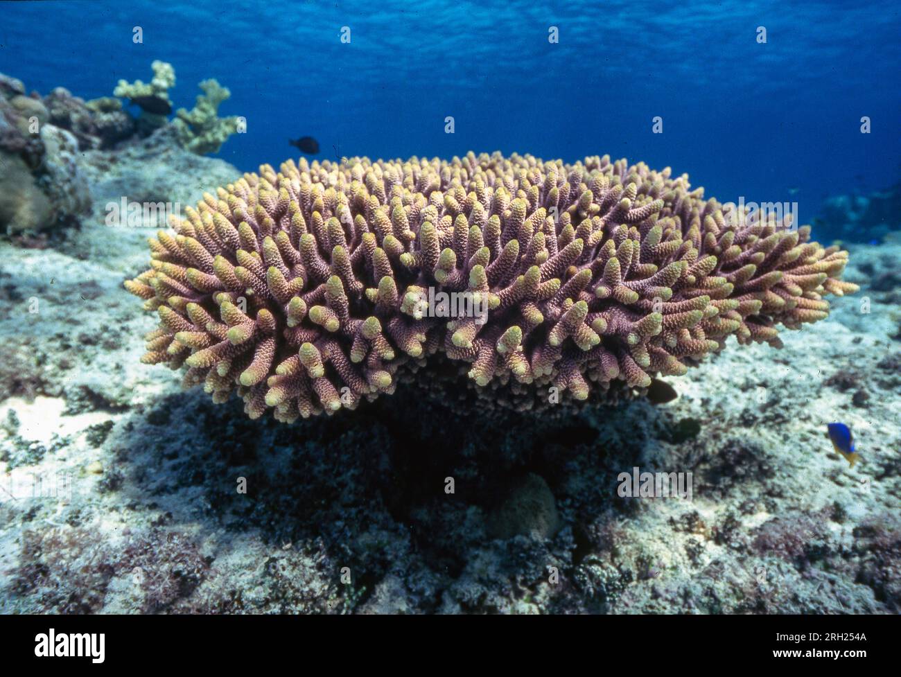 The stony coral Acropora millepora from shallow water at Flinder's Reef, the Coral Sea. Stock Photo